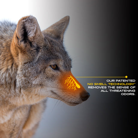 How To Use Scent Thief For Trapping