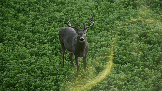 hunting scent control demonstration